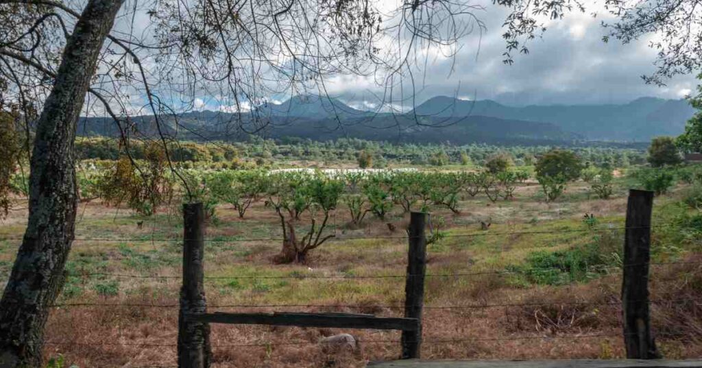 Recorridos al Cráter del volcán Paricutín volcan paricutin