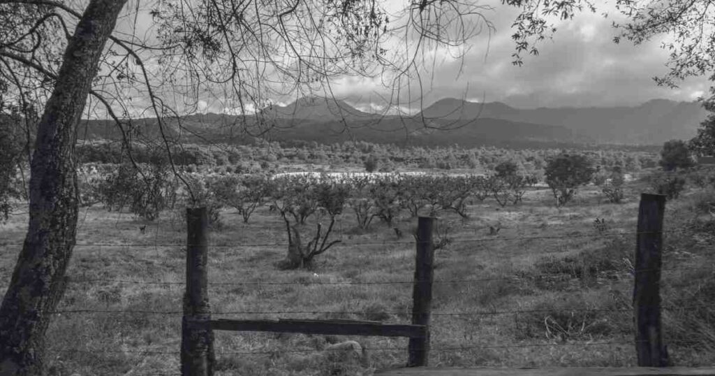 Recorridos al Cráter del volcán Paricutín volcan paricutin