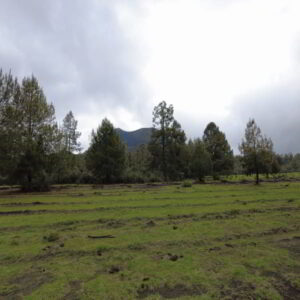 Recorridos al Cráter del volcán Paricutín volcan paricutin